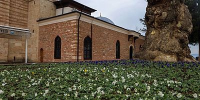 Bursa kışın da çiçek bahçesine dönüşüyor