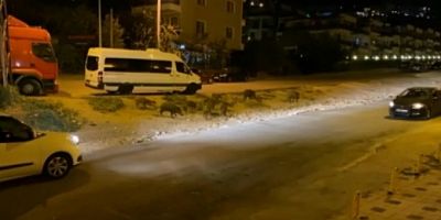 Bursa Mudanya'da aç kalan domuzlar şehre indi