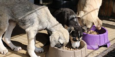 Bursa Mudanya'da can dostlar aç kalmıyor!