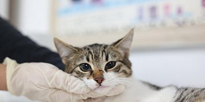 Bursa Mudanya'ya Belediyesi'nden sahipsiz hayvanlara şefkat eli