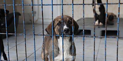 Bursa Nilüfer'deki sahipsiz canlar sıcak yuvalarını bekliyor