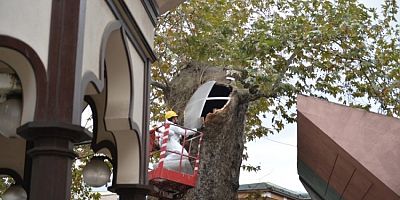 Bursa’nın asırlık çınarı koruma altına alındı