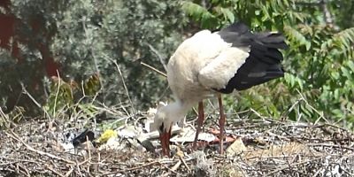 Bursa'nın gözdesi 'Yaren' leyleğin 4 yavrusu oldu