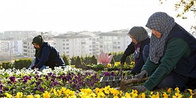 Bursa Osmangazi'de 300 bin kış çiçeği toprakla buluşuyor