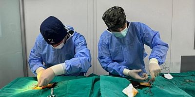 Bursa Osmangazi'de ayda ortalama 200 kedi kısırlaştırılıyor