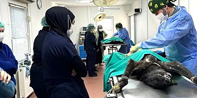 Bursa Osmangazi’de can dostlar emin ellerde