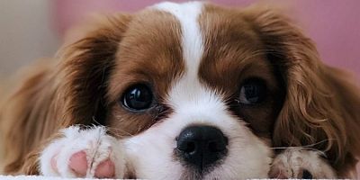 Bursa Osmangazi'de Dünya Hayvanları Koruma Günü'ne özel program