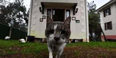 Bursa Osmangazi'de Sobalar Kediler İçin Yandı