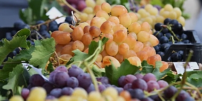 Bursa Osmangazi’nin en güzel üzümleri seçildi