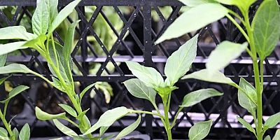 Bursa Yıldırım Belediyesi'nden 50 bin fide