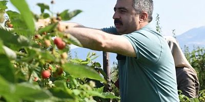 Bursa Yıldırım'da tarladan sofraya kadın eli