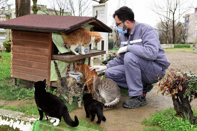 Bursa Yıldırım'dan can dostlarına şefkat eli