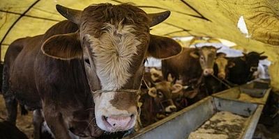Büyükbaş ve küçükbaş hayvan fiyatları belirlendi!