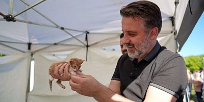 Büyükşehir'den can dostları için yuva seferberliği