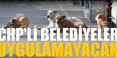 CHP'li belediyeler başıboş sokak köpekleri yasasını uygulamayacak