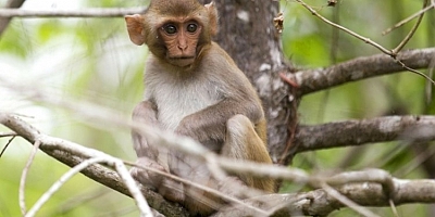 Çin'de 'Monkey B' virüsü can aldı