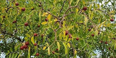 Çinlilerin ölümsüzlük meyvesi olarak biliniyor!