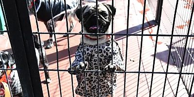 Dünya Hayvanları Koruma Günü bayram havasında kutlandı