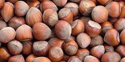 Fındıkta 'acil durum' çağrısı: Üretimde düşüş tehlikesi!