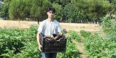 Gazi Tarım’da hasat zamanı