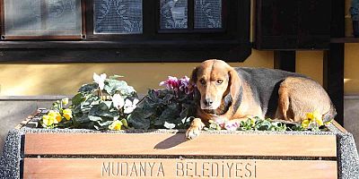 Girit Mahallesi peyzaj çalışmalarıyla renkleniyor