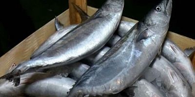 Hangi balığın en fazla Omega-3 içerdiği belli oldu