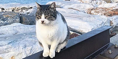 Hayvanları Koruma Kanunu kabul edildi!