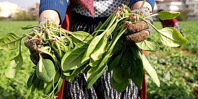 İlaçsız Ispanaklar Kent Lokantalarına Ulaştı