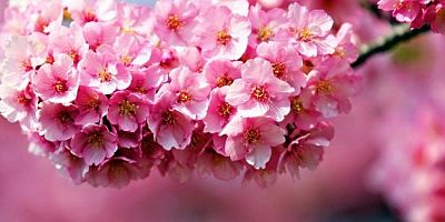 İlk cemre düştü! Kış bitiyor, bahar geliyor