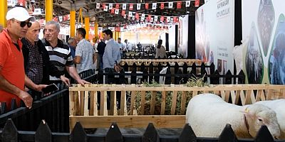 İnegöl’de Küçükbaş Hayvancılık Festivali Başladı