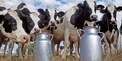 İnekler kesime gitti kovada süt kalmadı!