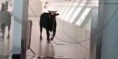 İsrail’de öfkeli boğa bankaya girdi