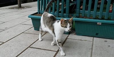 İstanbul'da kedi katliamı: Yavru kedileri evine götürüp yedi