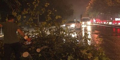 İstanbul'da sağanak yağış sebebiyle ağaçlar devrildi