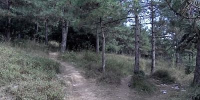 İstanbul Sultangazi'de ormanda kadın cinayeti!