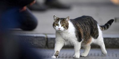 İşte korona virüsün kediler üzerindeki etkisi!