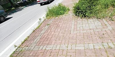 Kaldırımlar otlarla dolmuş! (Özel Haber)