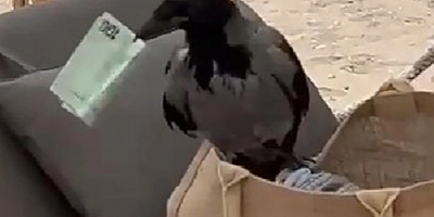 Karga çantadan euro kaptı