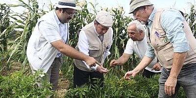 Kaybolmaya yüz tutmuş ata tohumları Osmangazi’de yetişiyor