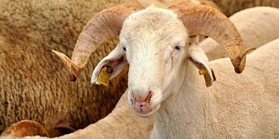 Kurban dolandırıcılarına dikkat!