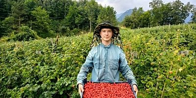 Lif bakımından zengin ahududu hasadı Bursa'da başladı