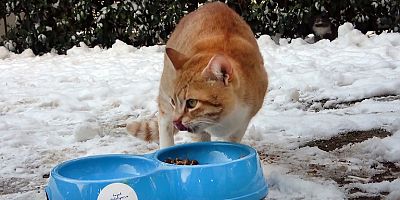 Limak Enerji kış soğuklarında sokak hayvanlarını unutmadı