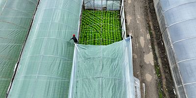 Lodostan zarar gören seralara Büyükşehir desteği