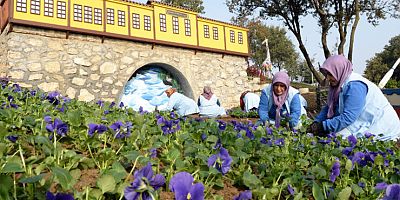 Macera Bursa kış çiçekleriyle yenileniyor