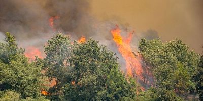 Manavgat'taki yangını 12 yaşındaki çocuk çıkarmış!