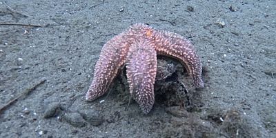 Marmara Denizi’nin ekolojik yapısı mercek altında