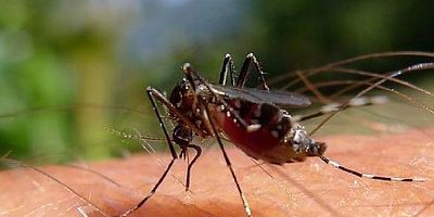 Öldürmeden önce bir kez daha düşünün! Ölüsü dirisinden daha tehlikeli