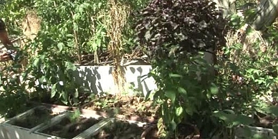 Ömrünü atalık tohumlara adadı