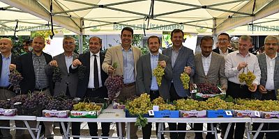 Osmangazi’de en güzel üzümler yarıştı