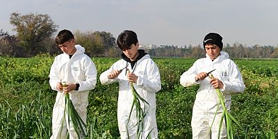 Osmangazi’de Pırasa Hasadıyla Doğallık Sofralara Taşınıyor